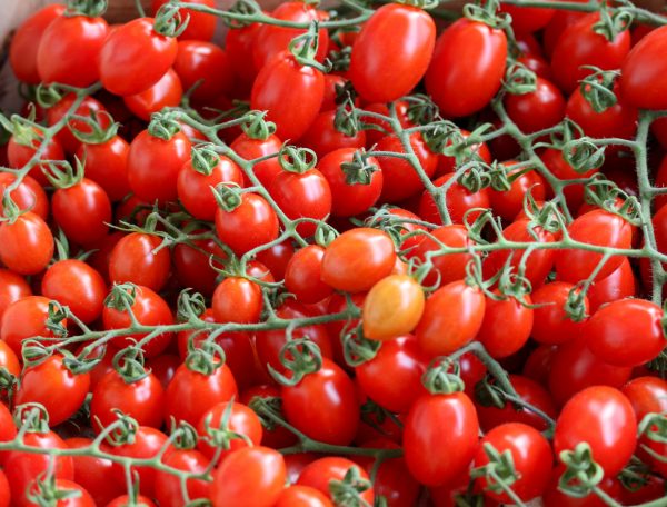 Datterino tomaat 1 Datterino tomaat